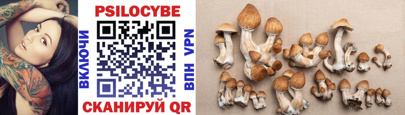 Псилоцибиновые грибы Cubensis  даркнет сайт  Медногорск 